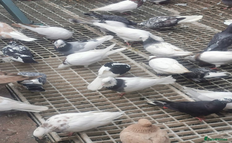Pigeons birds - Advert 3