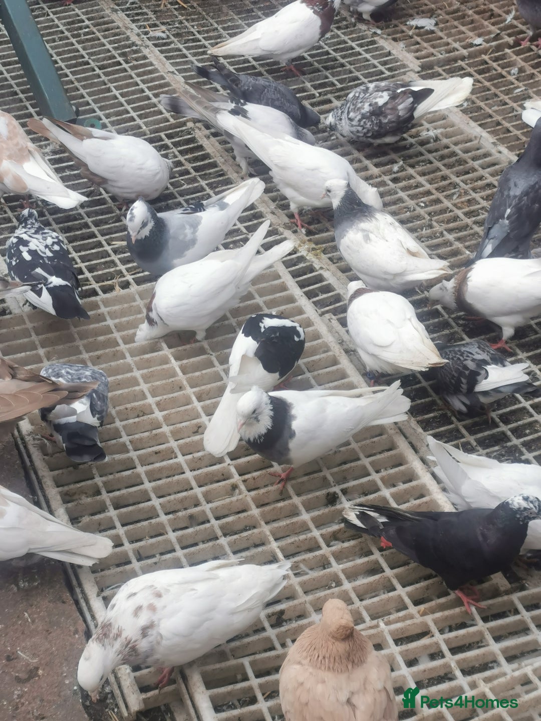 Pigeons birds for sale: Pigeon for sale all good quality and healthy  - Image 1