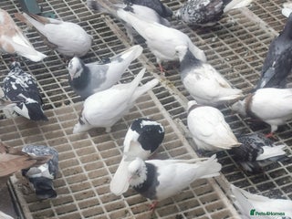 Pigeons birds - Advert 19