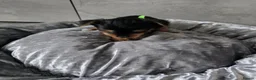 Yorkshire Terrier dogs for sale: 💕Beautiful Yorkshire Terrier Puppies 💕 - Advert 7