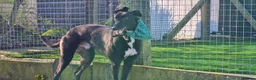 Greyhound dogs for adoption: Turbo - Advert 3