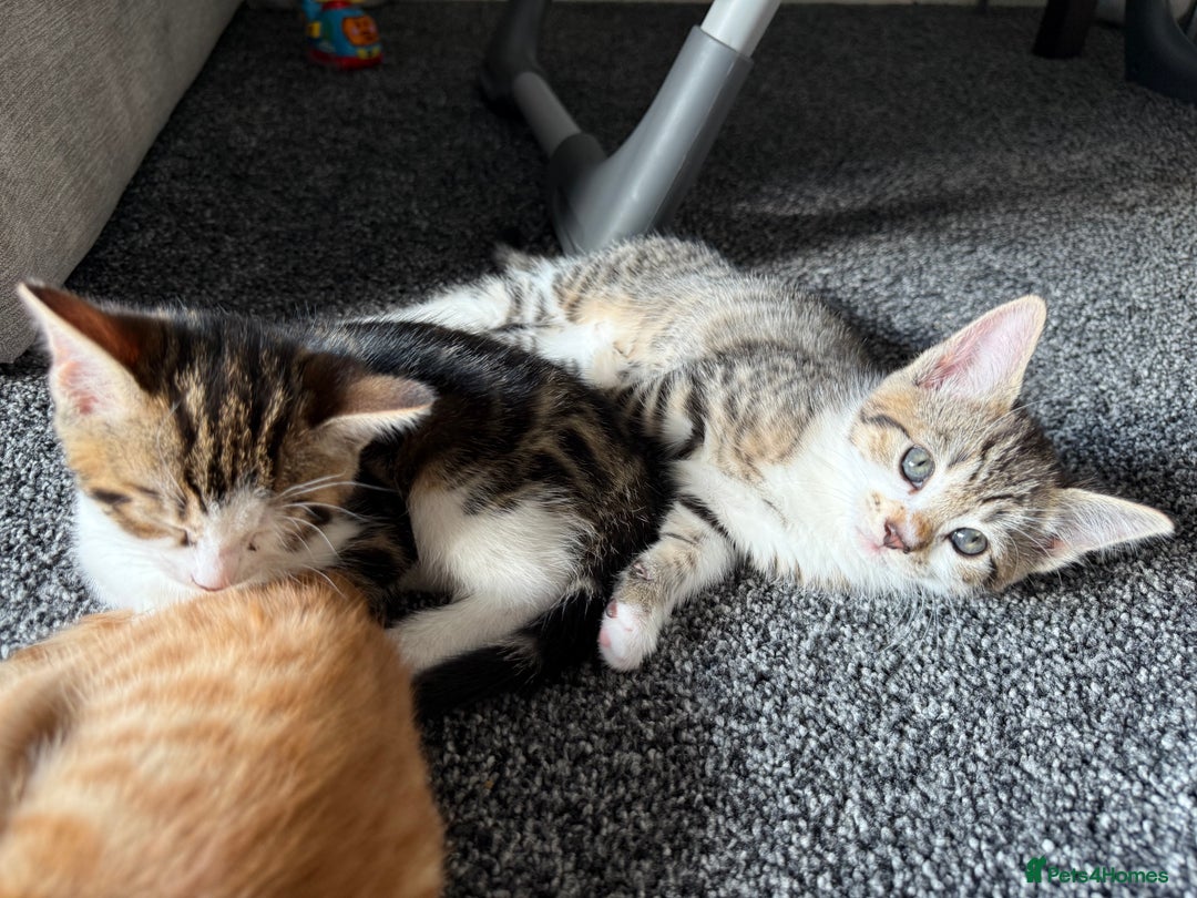 Domestic Shorthair cats for sale: BEAUTIFUL, FRIENDLY KITTENS FOR SALE!!🐈❤️ - Image 5