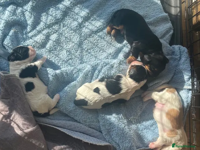 Cockalier dogs for sale: Adorable Cocker Spaniel × Cavalier King Charles - Advert 1