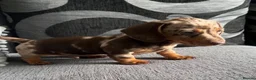 Miniature Dachshund dogs for sale: KC registered Miniature Dachshund  - Advert 3