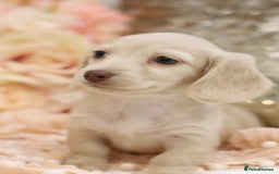 Miniature Dachshund dogs for sale: KC Registered Cream Longhair Puppies - Image 14