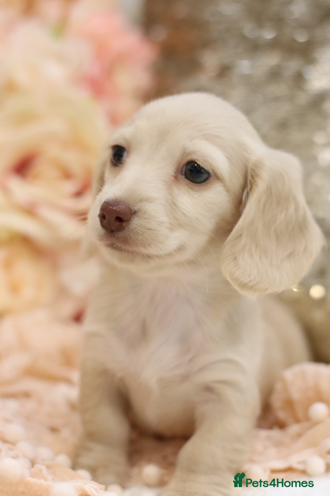 Miniature Dachshund dogs for sale: KC Registered Cream Longhair Puppies - Image 14
