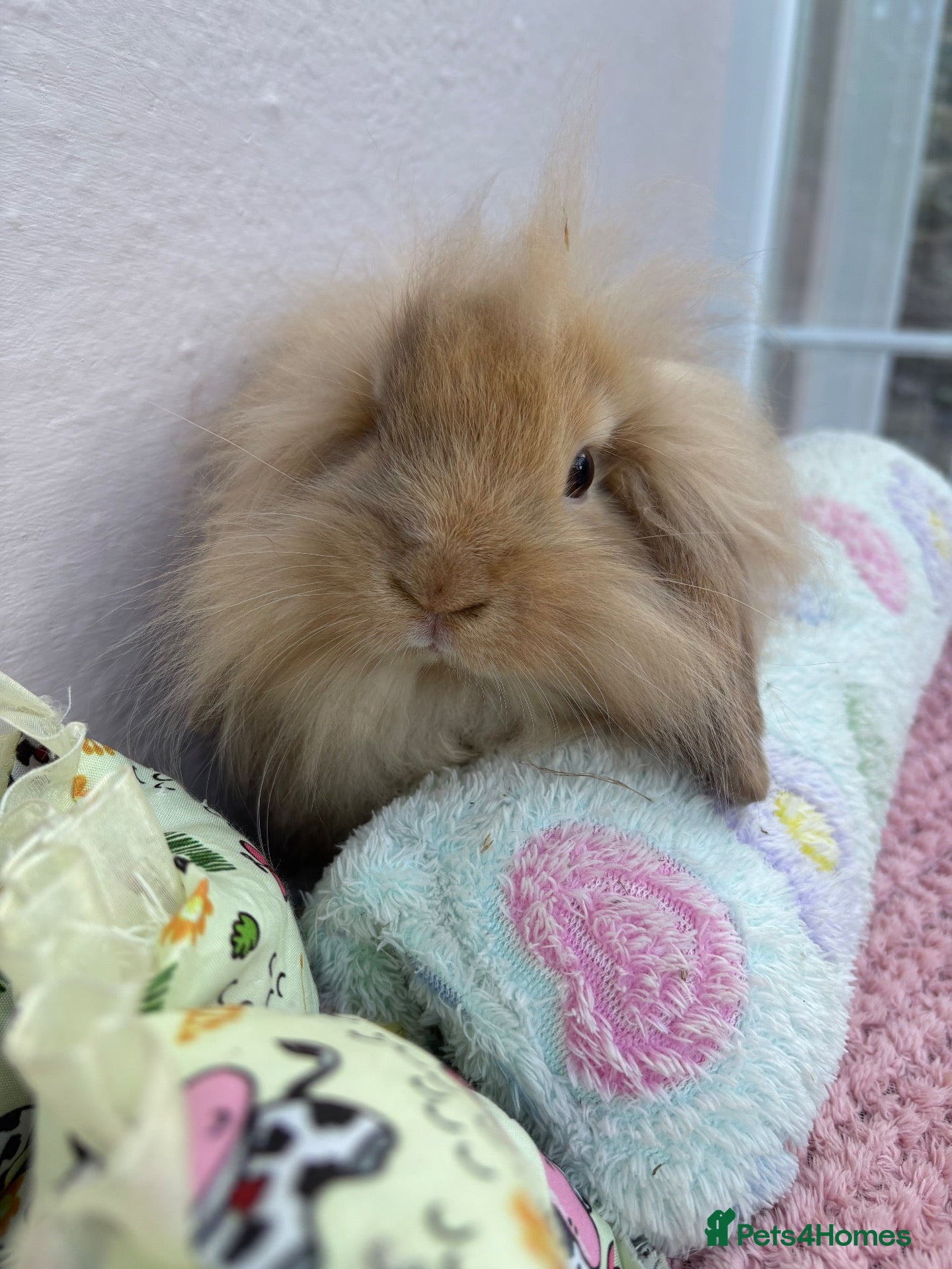 Mini Lop rabbits Mini lops-vaccinated-raised indoors  - Advert 2