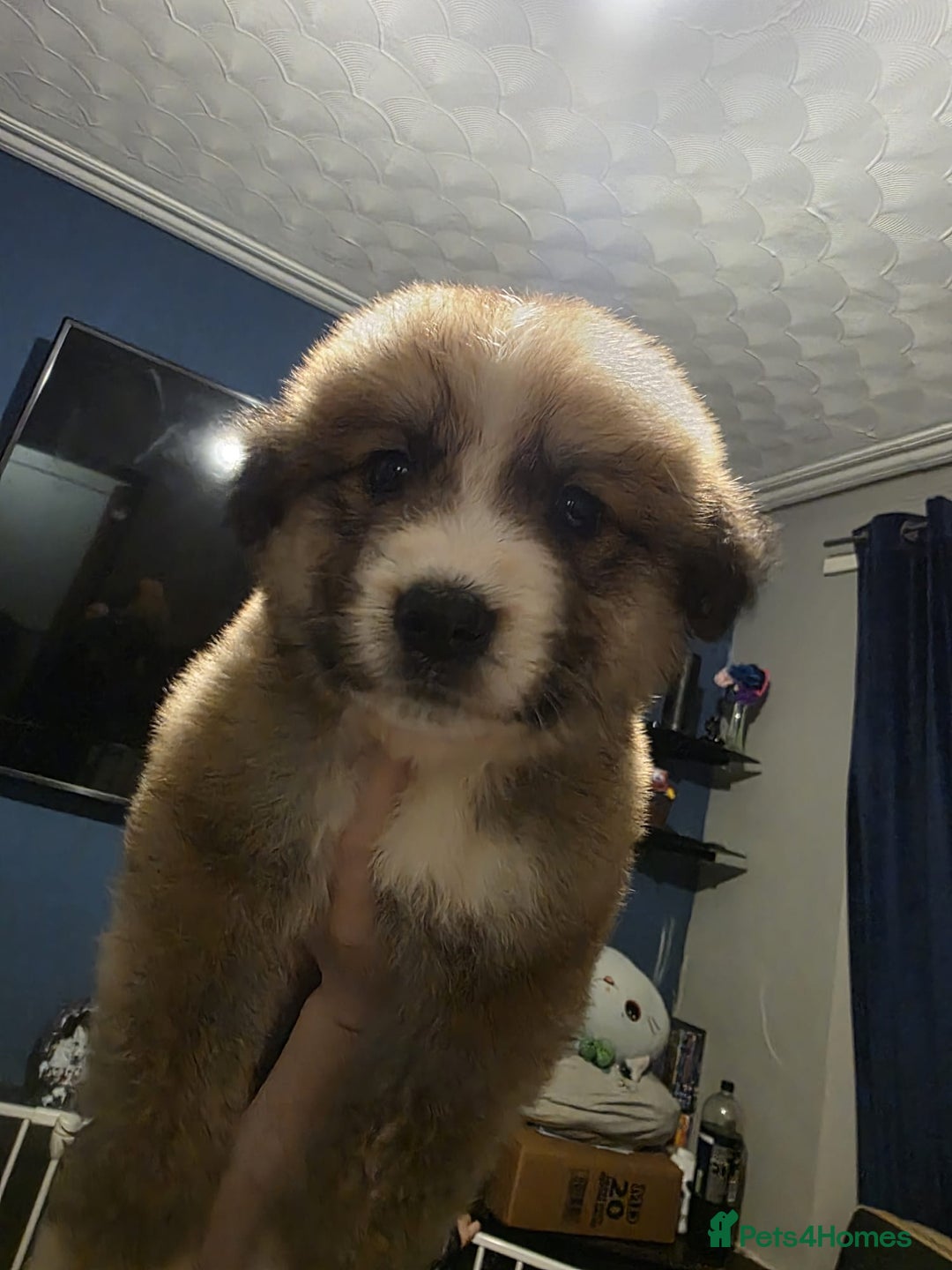 Mixed Breed dogs for sale: Bernese X swiss Shepard pups - Advert 8