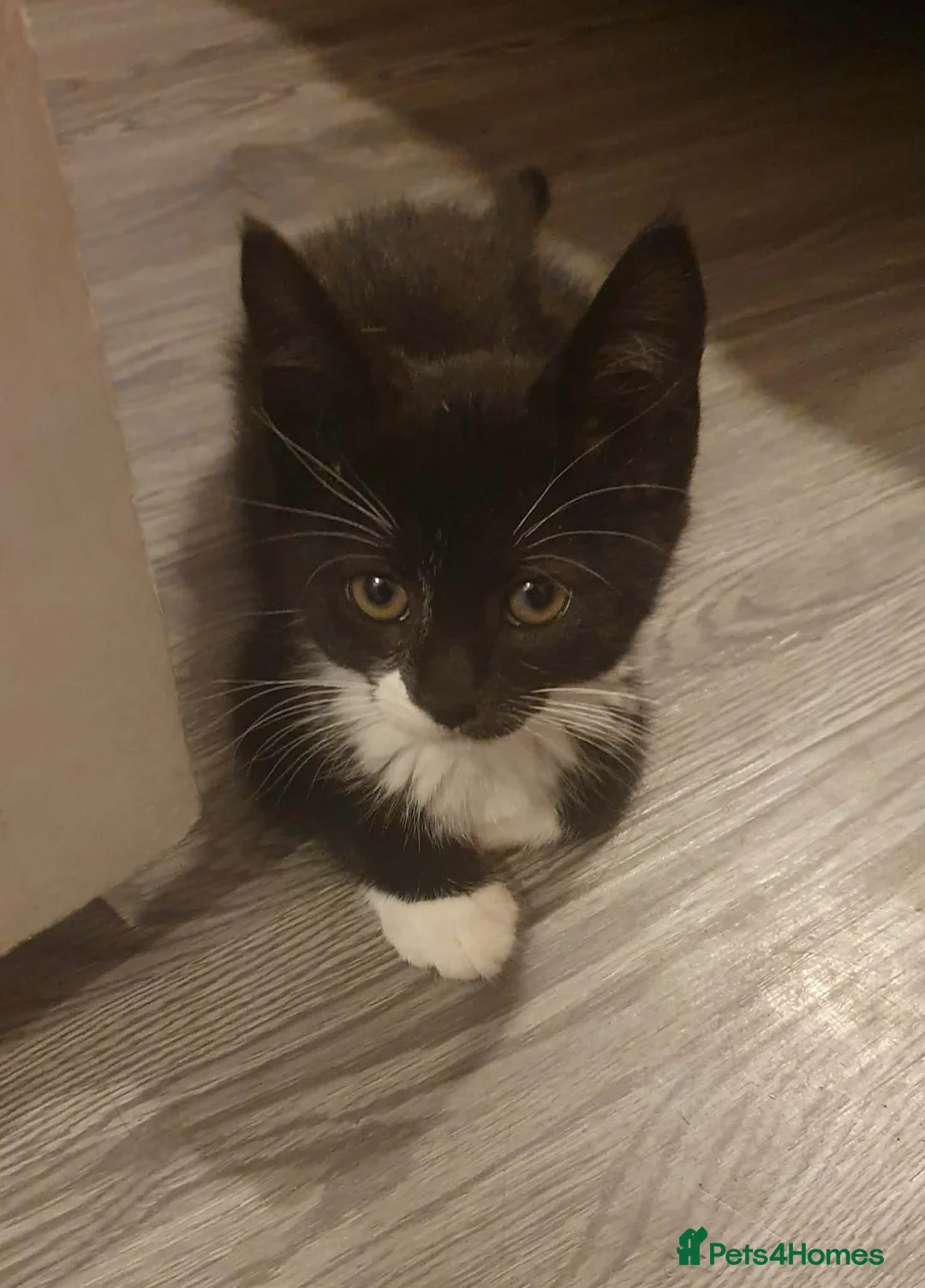 Mixed Breed cats for sale: Kittens - Advert 1
