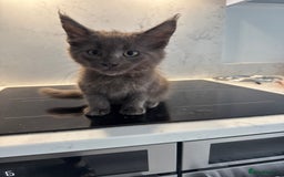 Maine Coon cats for sale: GCCF Registered Kittens. Beautiful lively kittens  - Image 17