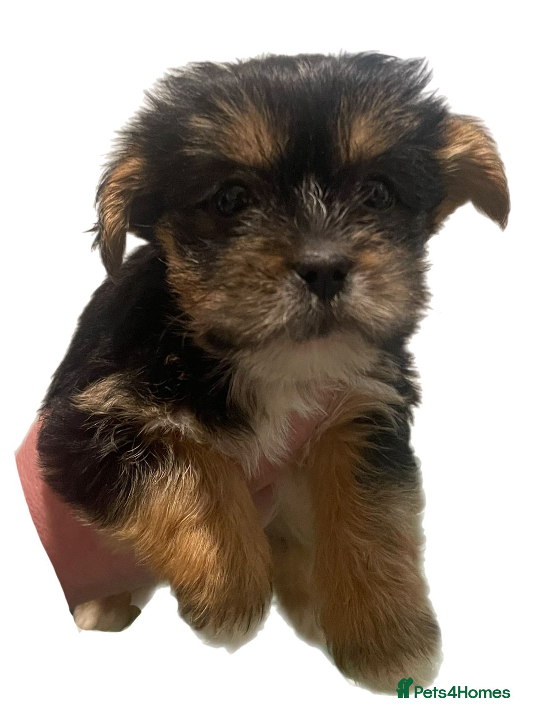 Mixed Breed dogs for sale: Puppies  - Advert 3