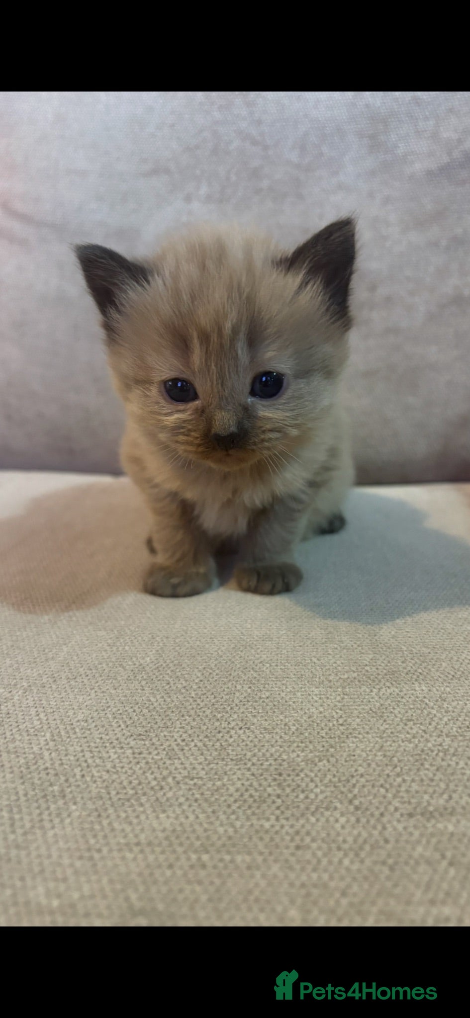 Mixed Breed cats Ragdoll/siamese kittens - Advert 5