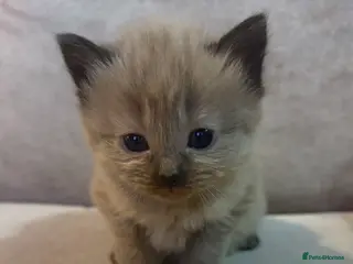 Mixed Breed cats Ragdoll/siamese kittens - Advert 5