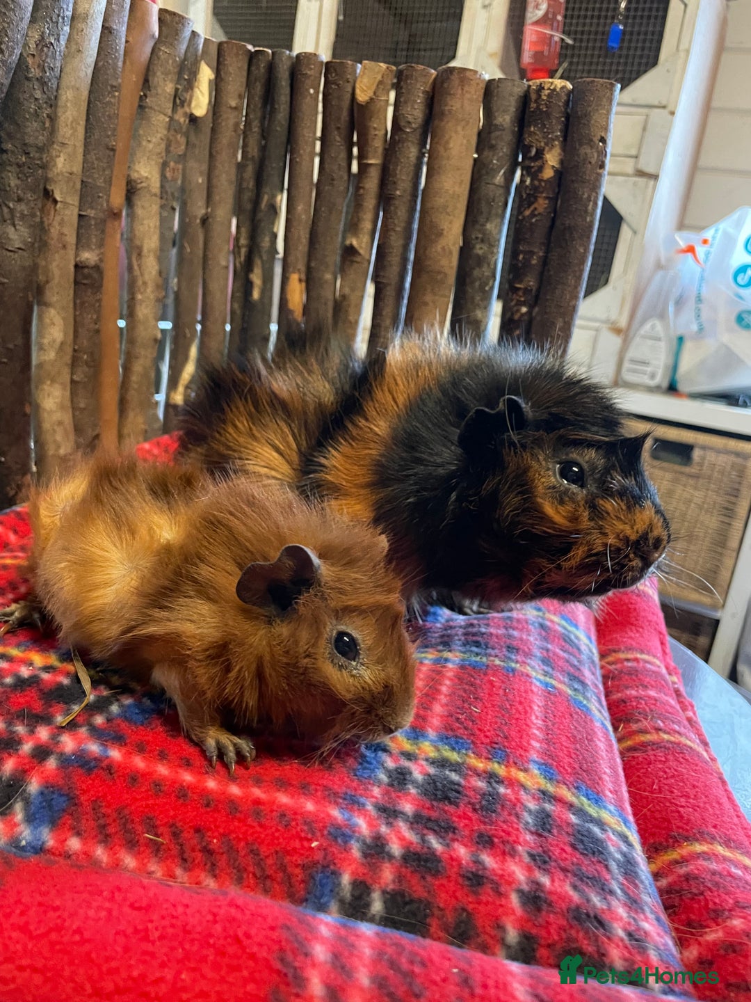 Guinea Pig rodents for sale: Beautiful pairs of male Abyssinian guinea pigs - Image 5