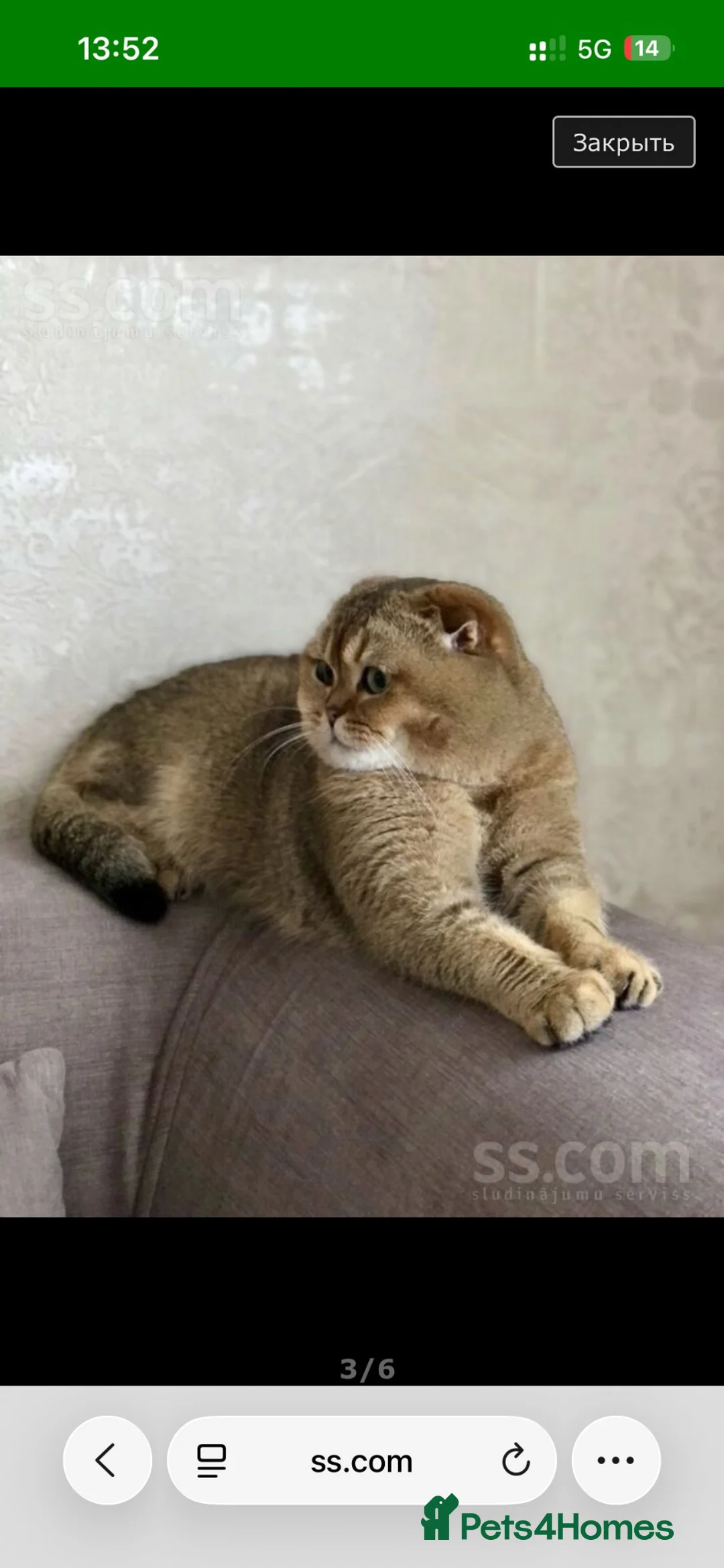 Scottish Fold cats for sale: Gorgeous Scottish Fold kittens for sale - Advert 2
