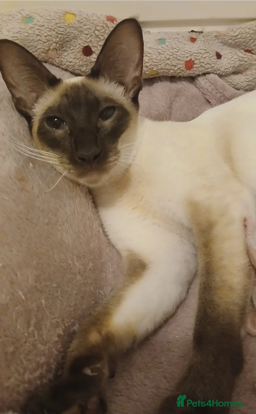 Siamese cats for sale: Siamese Beautiful Girls. GCCF  in Middlesbrough - Advert 12