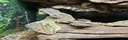 Gecko reptiles for sale: Breeding pair of leachanius geckos  - Advert 5