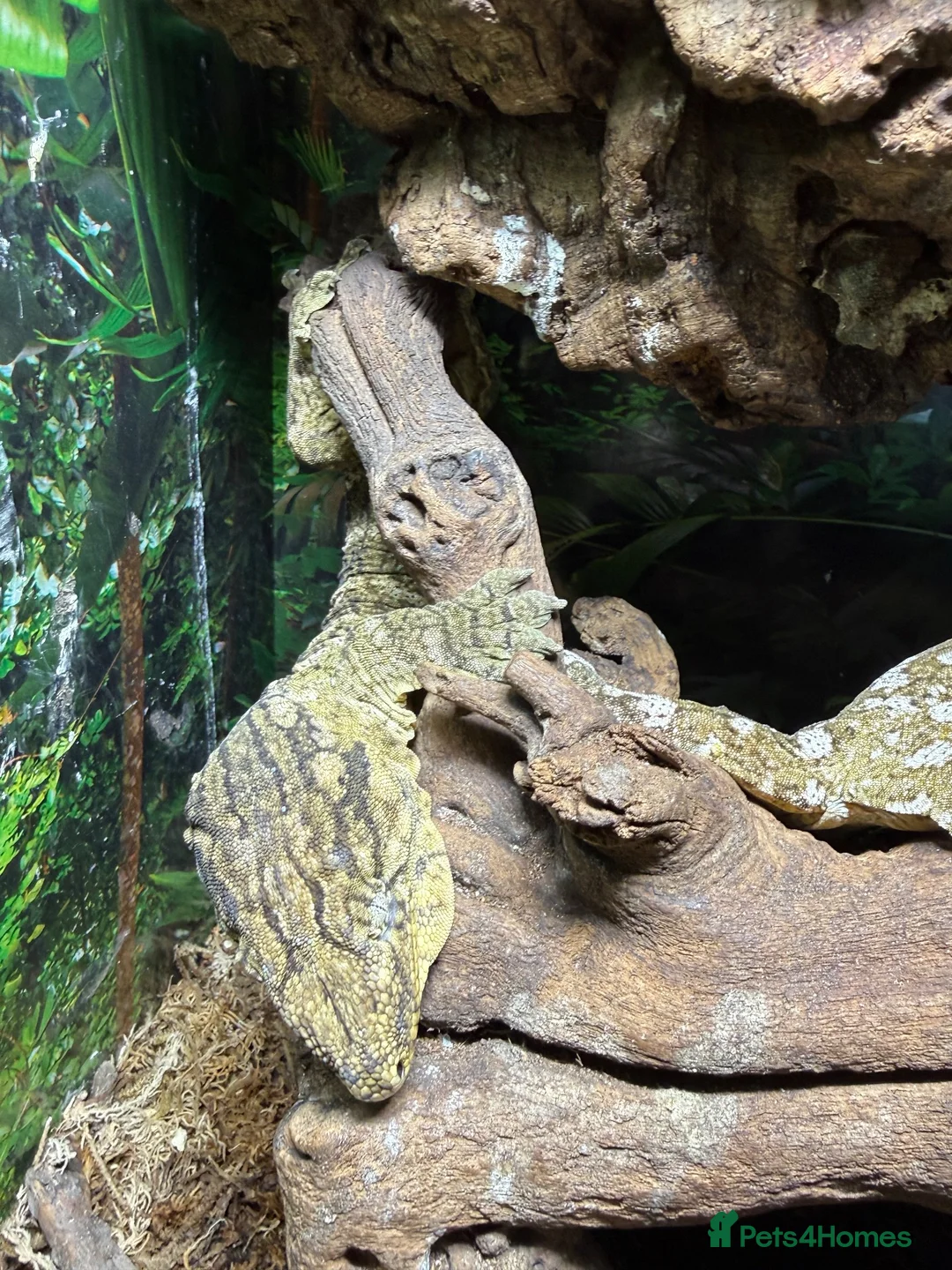Gecko reptiles for sale: Breeding pair of leachanius geckos  - Advert 5