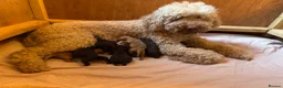 Labradoodle dogs for sale:  Cream Multigenerational Labradoodle Boy  - Advert 13
