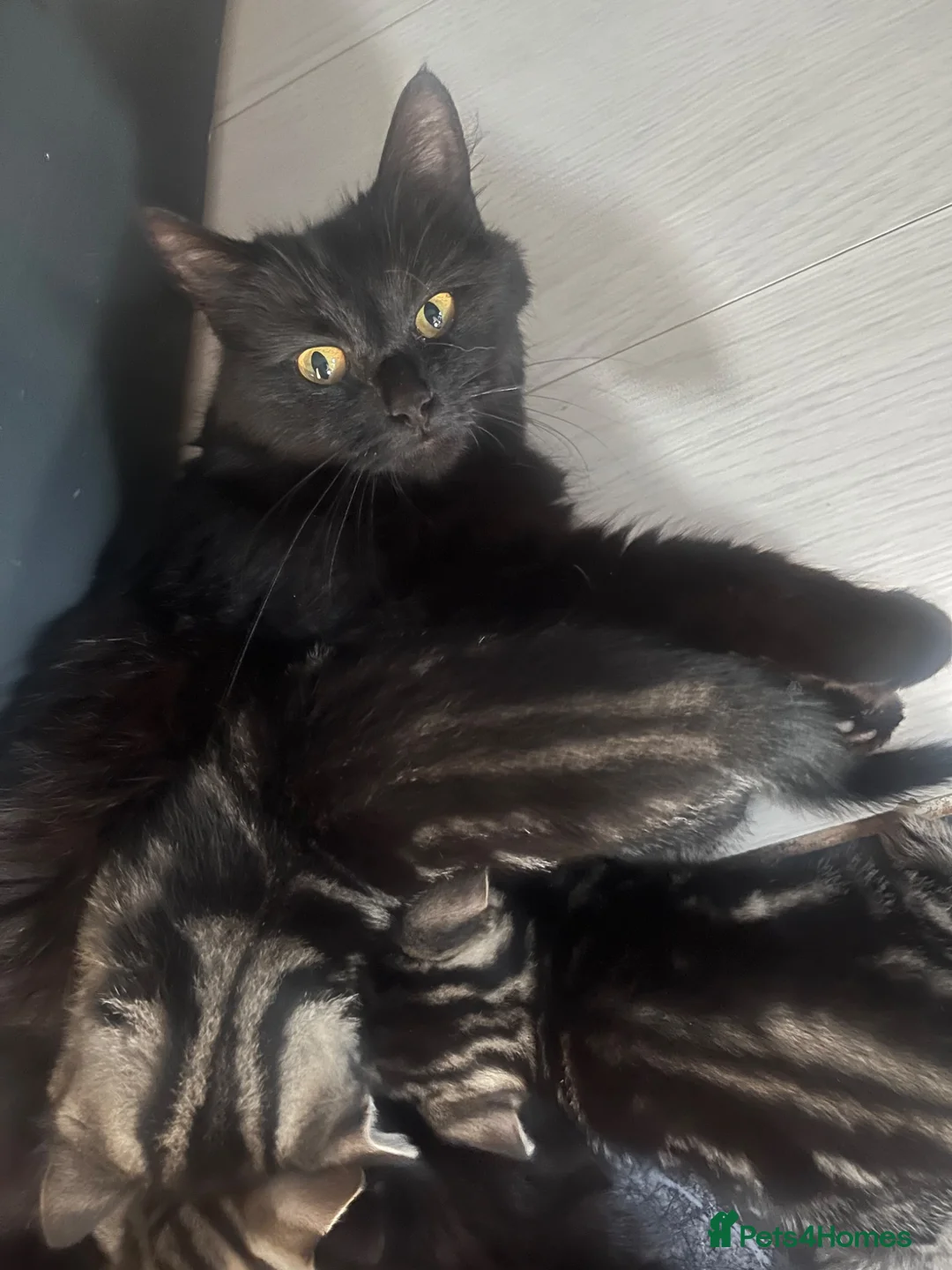 Mixed Breed cats for sale: Persian and tabby kittens in Liverpool - Advert 9