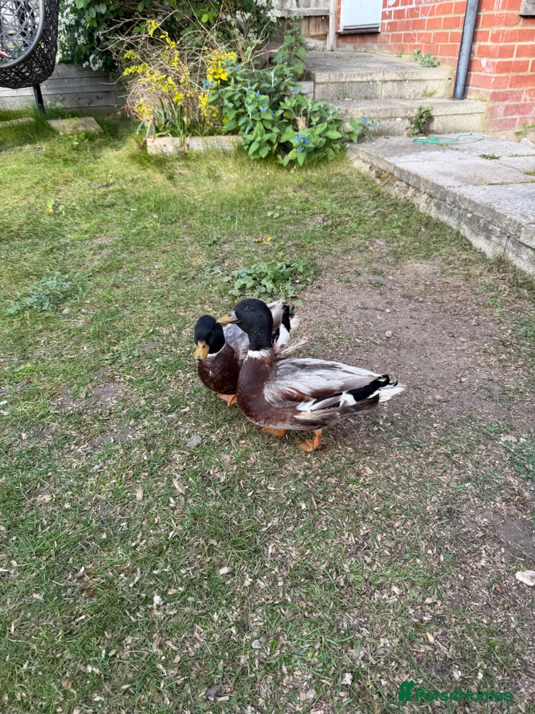 Mixed Breed birds for sale: 2x male call ducks in Ipswich - Advert 2