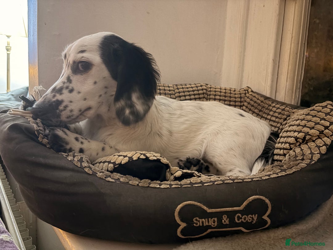 Dachshund dogs for sale: Last piebold black and white Dachshund Puppy  - Advert 9