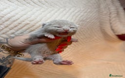 British Shorthair cats for sale: Pure British Shorthair Kittens😻🥇🏆Champion Line - Image 8