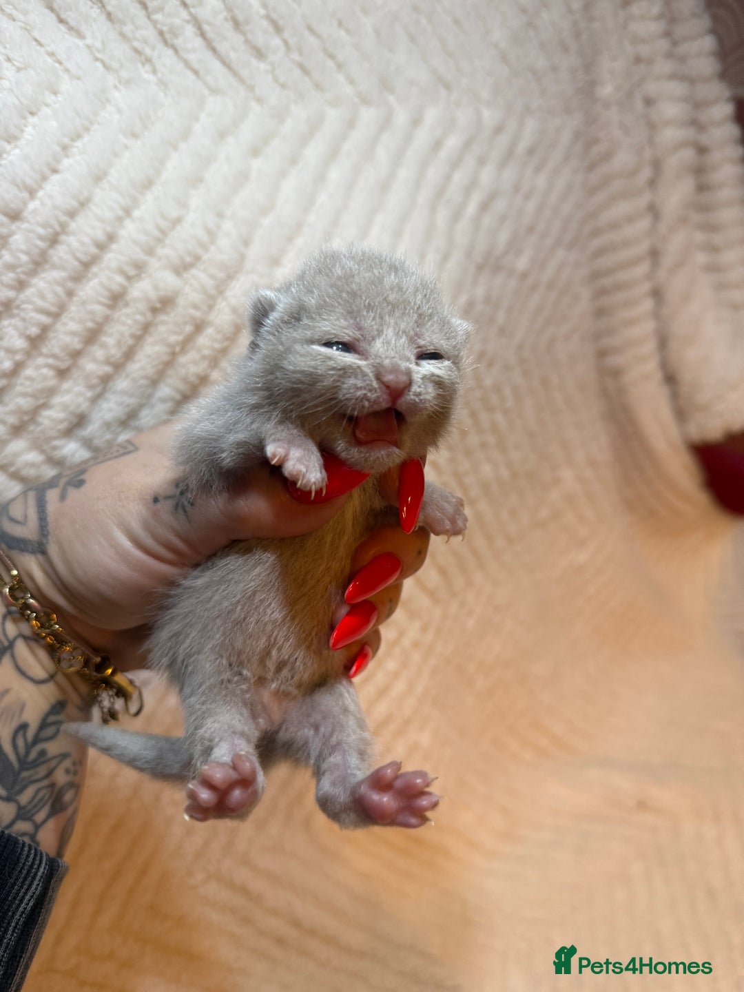 British Shorthair cats for sale: Pure British Shorthair Kittens😻🥇🏆Champion Line - Image 8