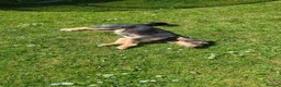 Mixed Breed dogs for adoption: ☀️ISLE OF MAN’S LITTLE RAY OF SUNSHINE ☀️  in Worcester - Advert 8