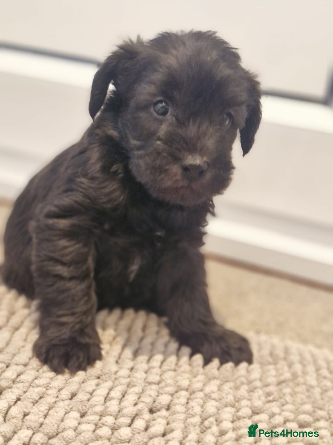 Mixed Breed dogs for sale: F1 schnoodles babies  - Advert 5