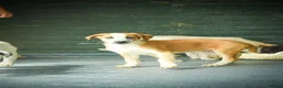 Mixed Breed dogs for adoption: Bentley - the cuddle monster - Advert 9