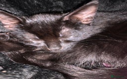 Bombay cats for sale: cats  - Image 13