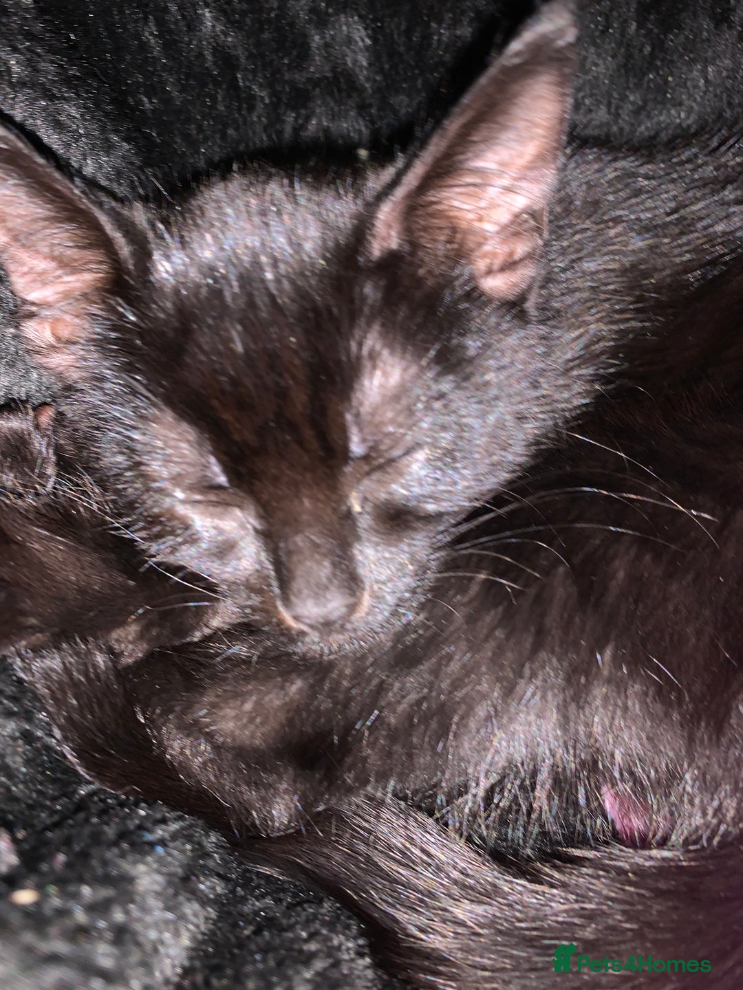 Bombay cats for sale: cats  - Image 13