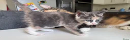 Maine Coon cats for sale: TORTOISESHELL MAINE COON X KITTENS - Advert 10