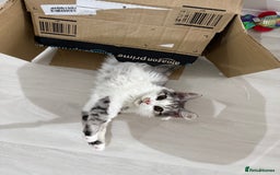 Munchkin cats for sale: Pedigree TICA Munchkin Kittens – Short Legs 🐈 - Image 25