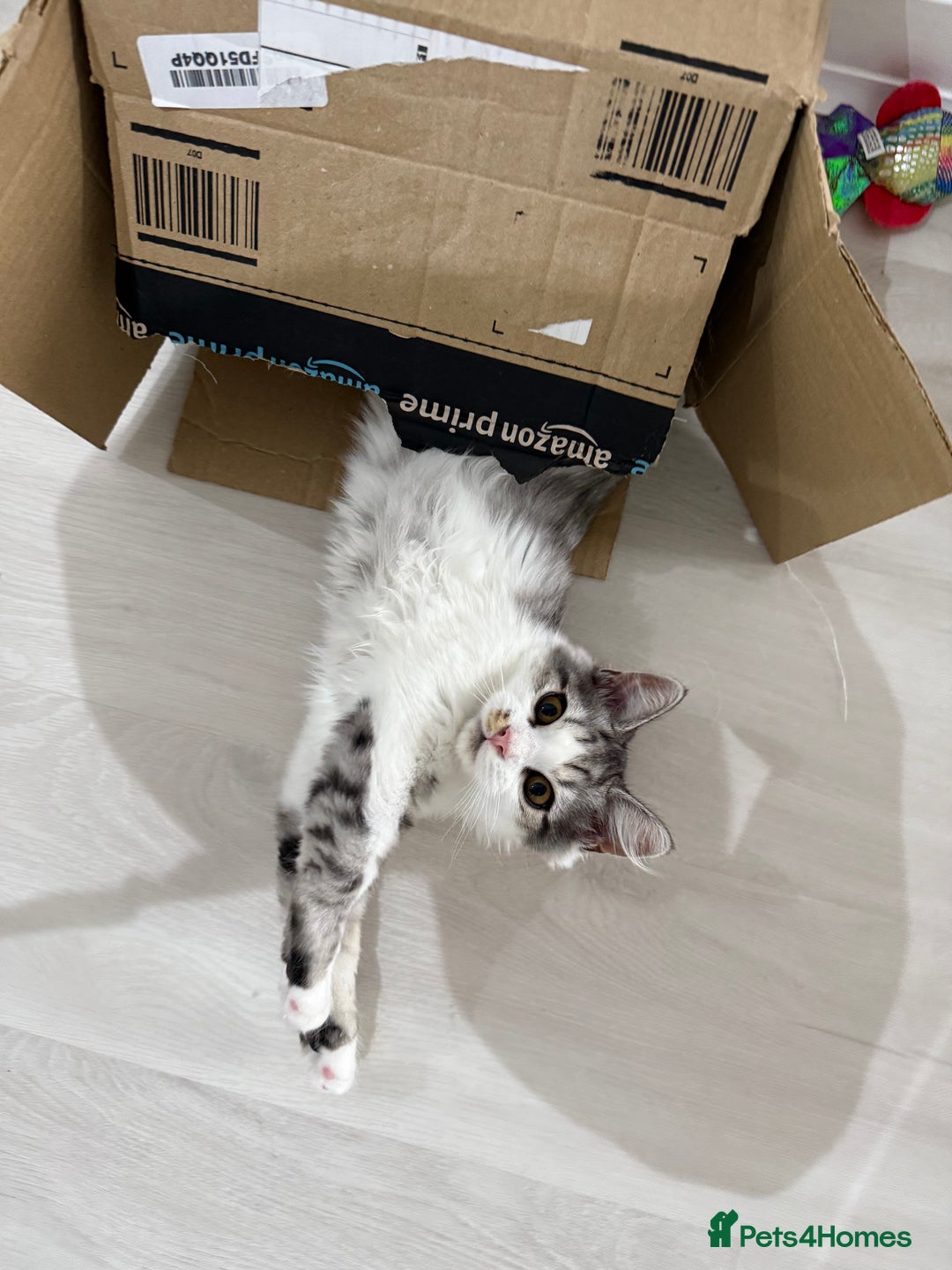 Munchkin cats for sale: Pedigree TICA Munchkin Kittens – Short Legs 🐈 - Image 25
