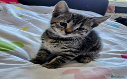 Mixed Breed cats for sale: Kittens looking for homes  - Image 3
