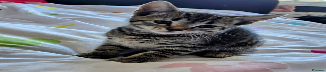 Mixed Breed Kitten 3