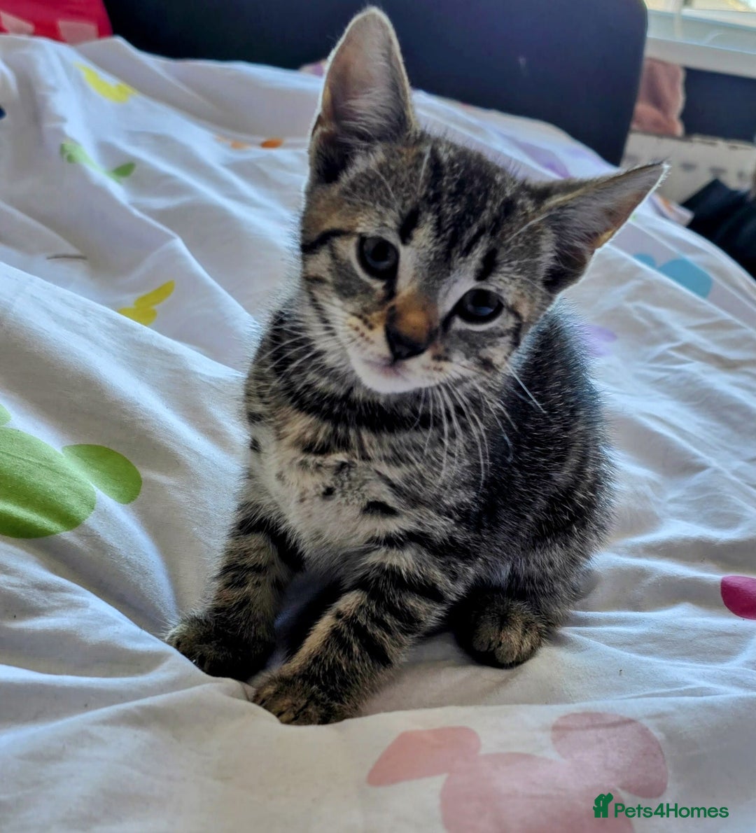 Mixed Breed cats for sale: Kittens looking for homes  - Image 3