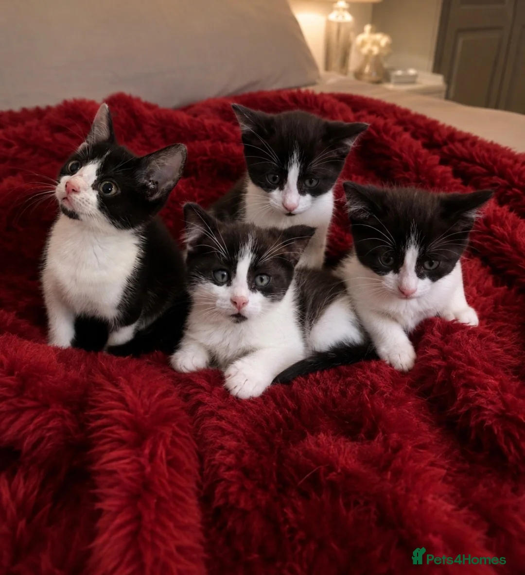 Mixed Breed cats for sale: 4 BEAUTIFUL KITTENS READY FOR FOREVER HOMES - Advert 2