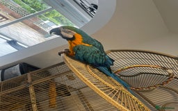 Macaws birds for sale: Green and Blue Macaw and Green Wing Macaw for Sale - Image 4