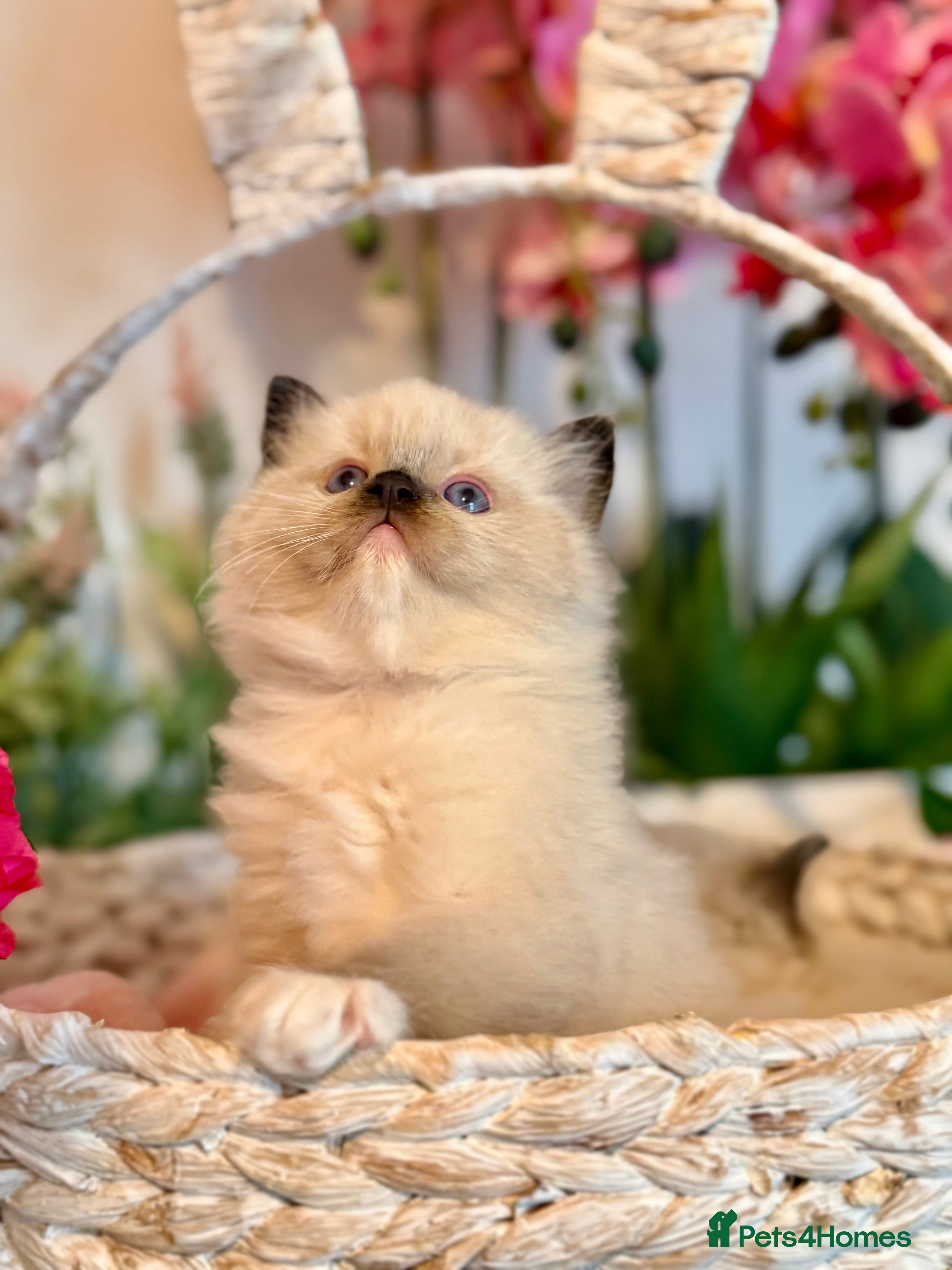 Ragdoll cats 🩷✨🏅LAST 1 TICA REG CHAMP LINE QUALITY RAGDOLLS - Advert 1