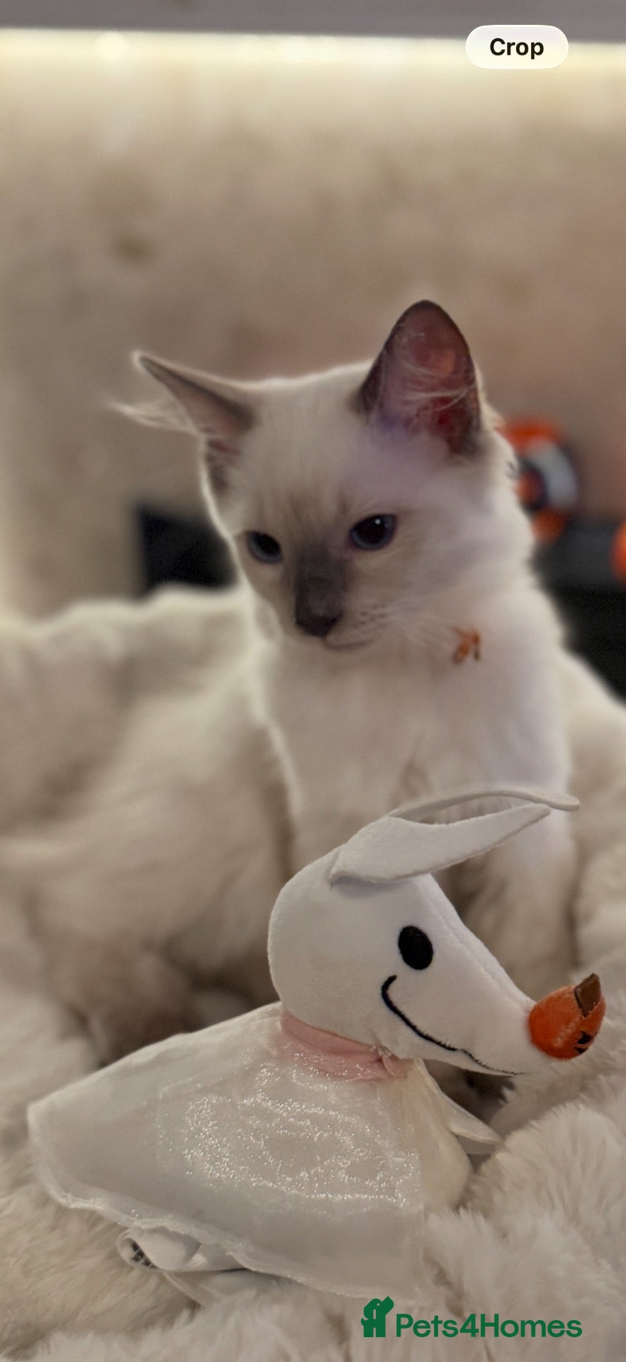 Ragdoll cats *** Last Male Blue Point Ragdoll Kittens ** - Advert 5