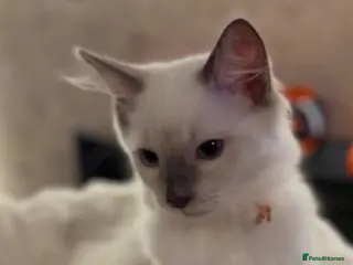 Ragdoll cats *** Last Male Blue Point Ragdoll Kittens ** - Advert 5