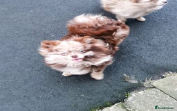 Pomeranian dogs for sale: Chocolate merle girl with blue eyes  - Image 3