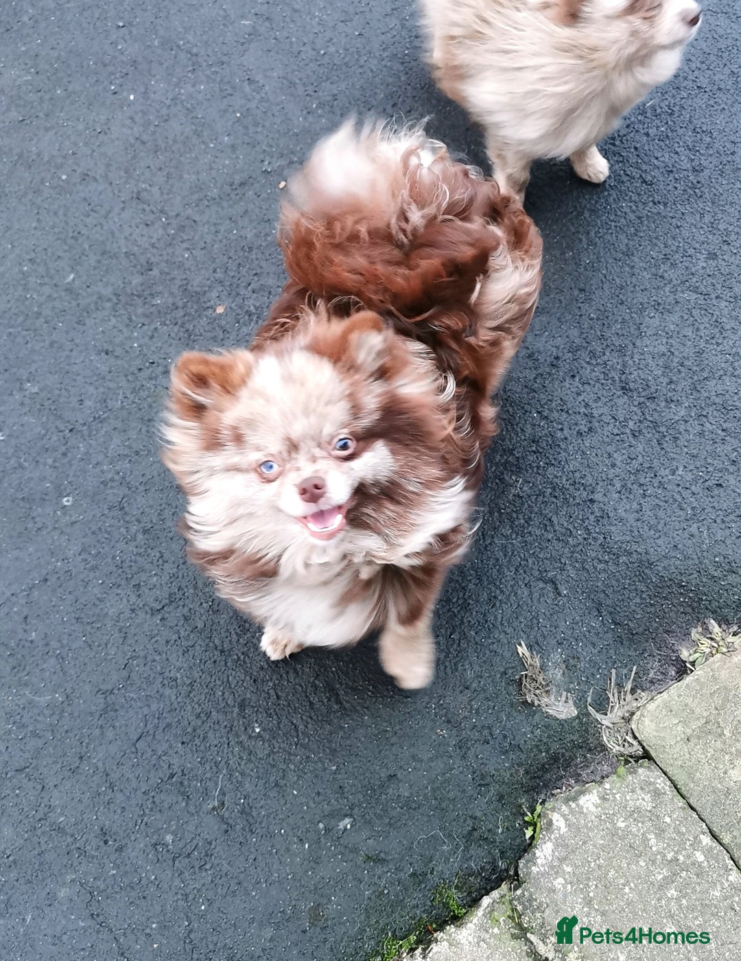 Pomeranian dogs for sale: Chocolate merle girl with blue eyes  - Image 3