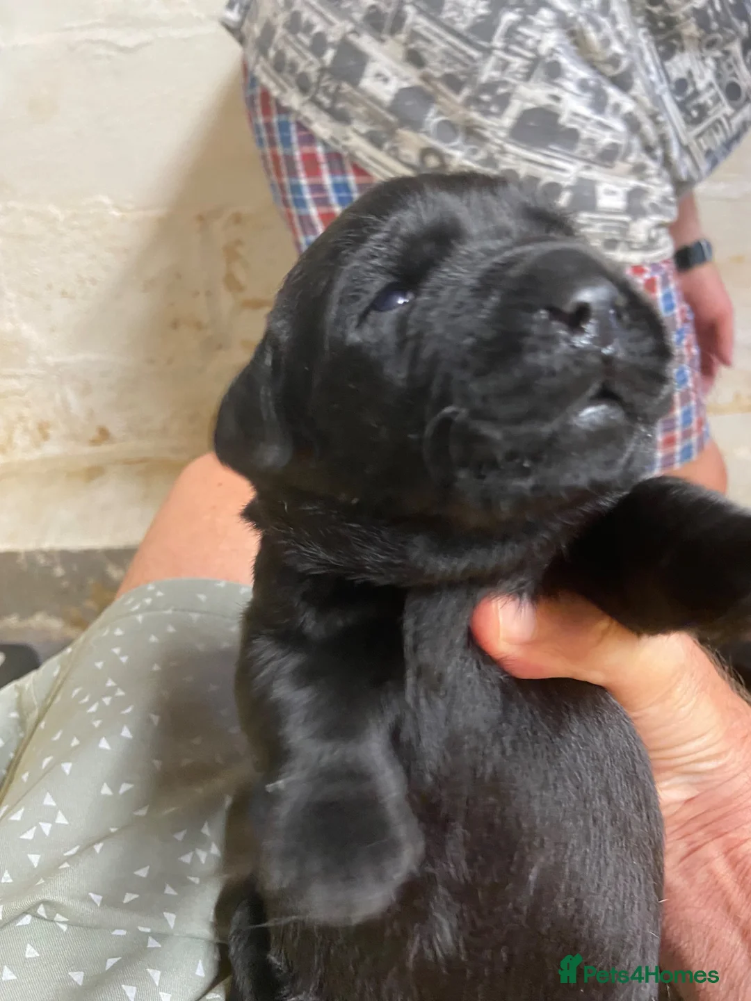 Labrador Retriever dogs for sale: Show bred quality labrador Retrievers in Newton Abbot - Advert 2