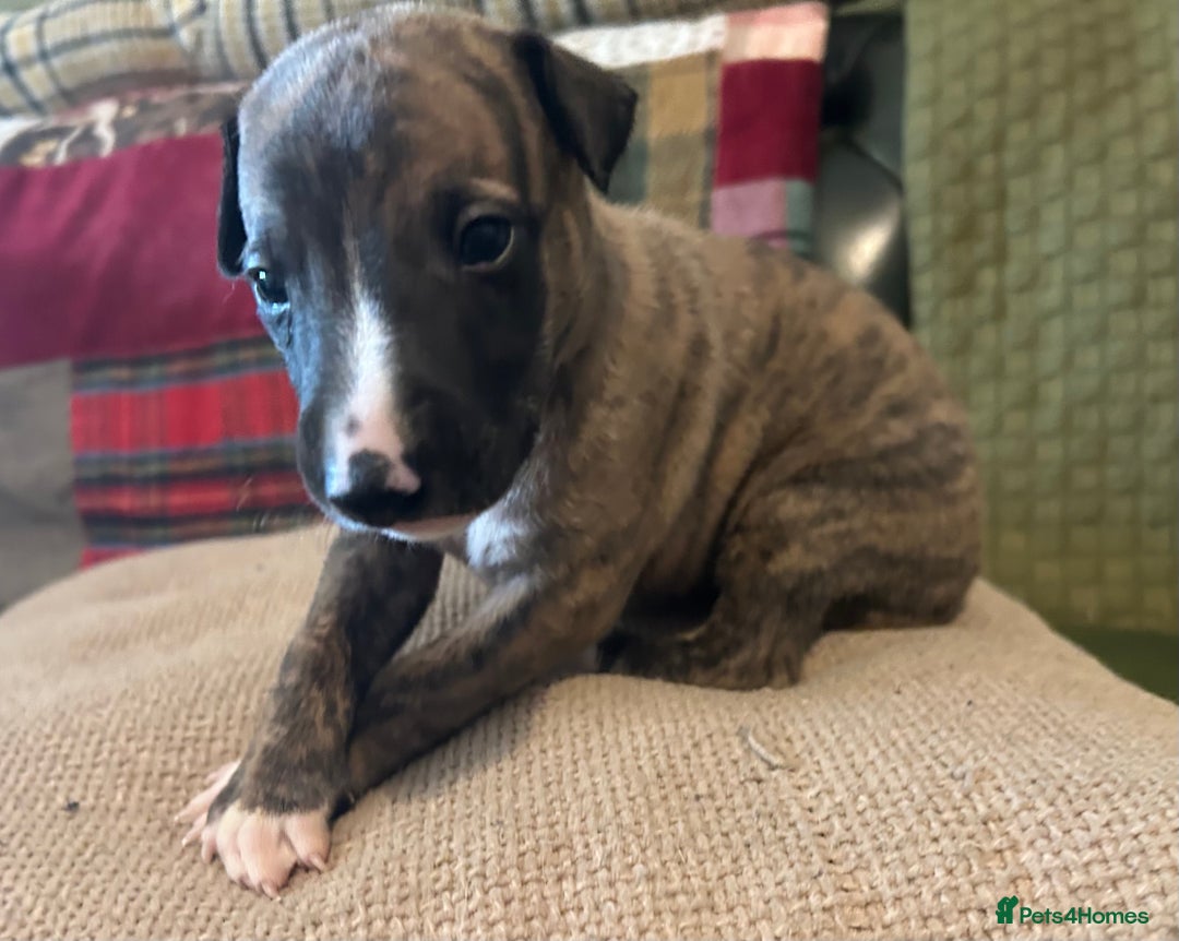 Whippet dogs for sale: Whippet Pups  - Image 15