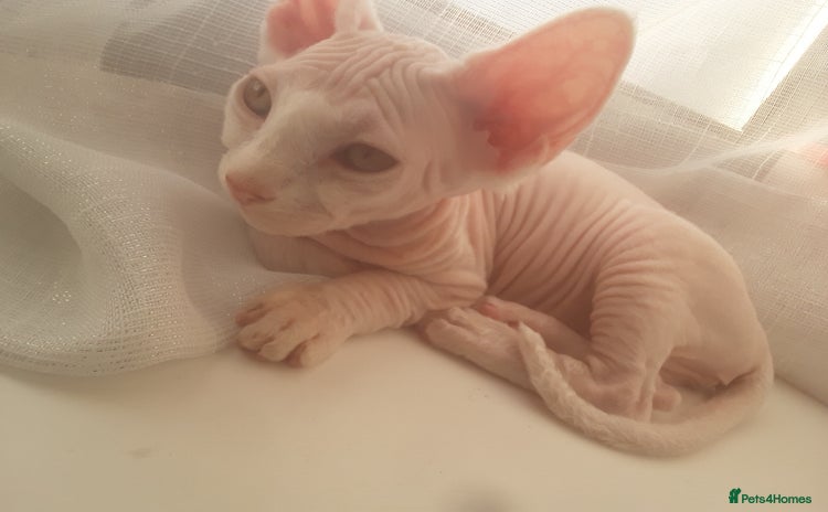 Sphynx cats - Advert 1