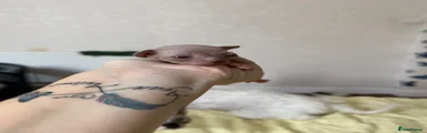 Gorgeous Sphynx boy with beautiful soft pink skin